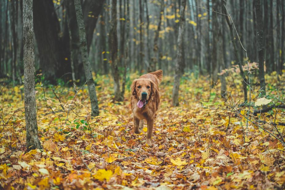 Animal Hospital, located in Gilbert AZ - dog running through fall leaves in a forest