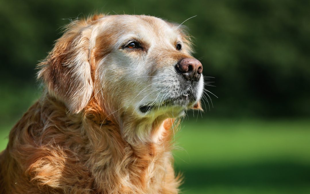 close up of dog's face against blurred green background