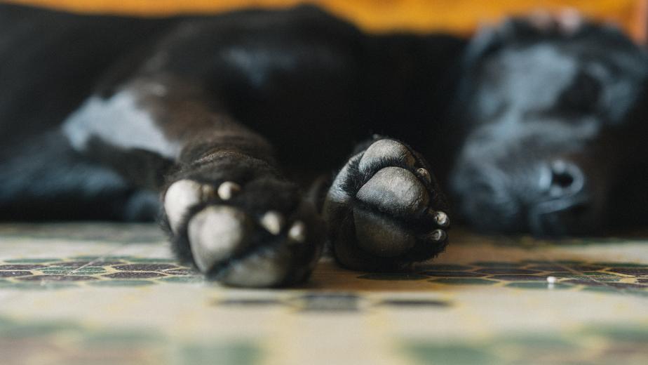 pet clinic in Gilbert - blurred image of a dog sleeping sideways