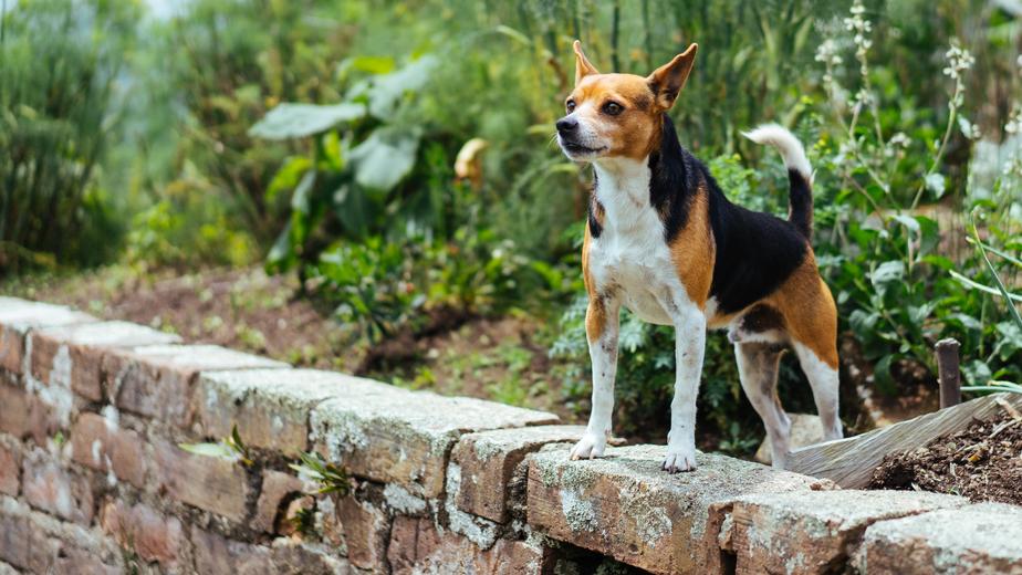 your local vet in Gilbert, AZ - dog standing atop a wall at the edge of a garden