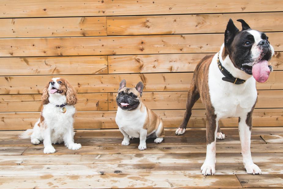 dog heat rash - three dogs standing in front of a wooden wall