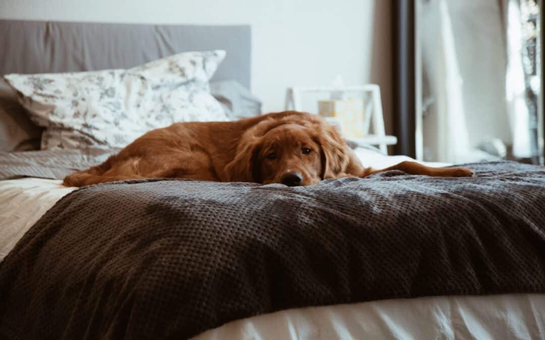 large dog sleeping on bed