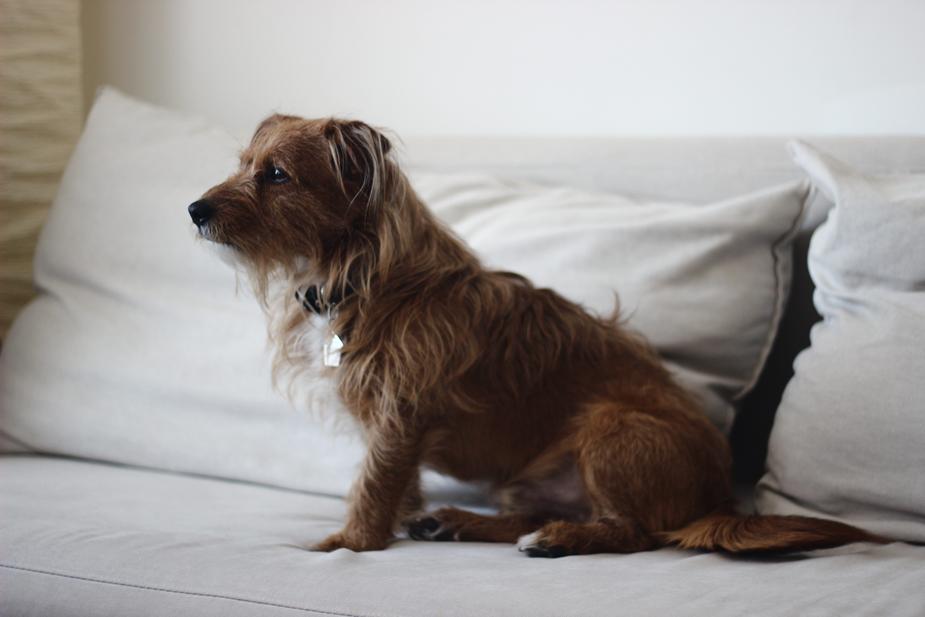 pet care - dog sitting on the bed