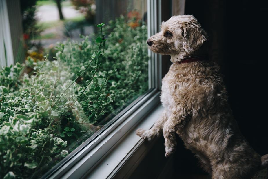 canine parvovirus - dog looking out the window