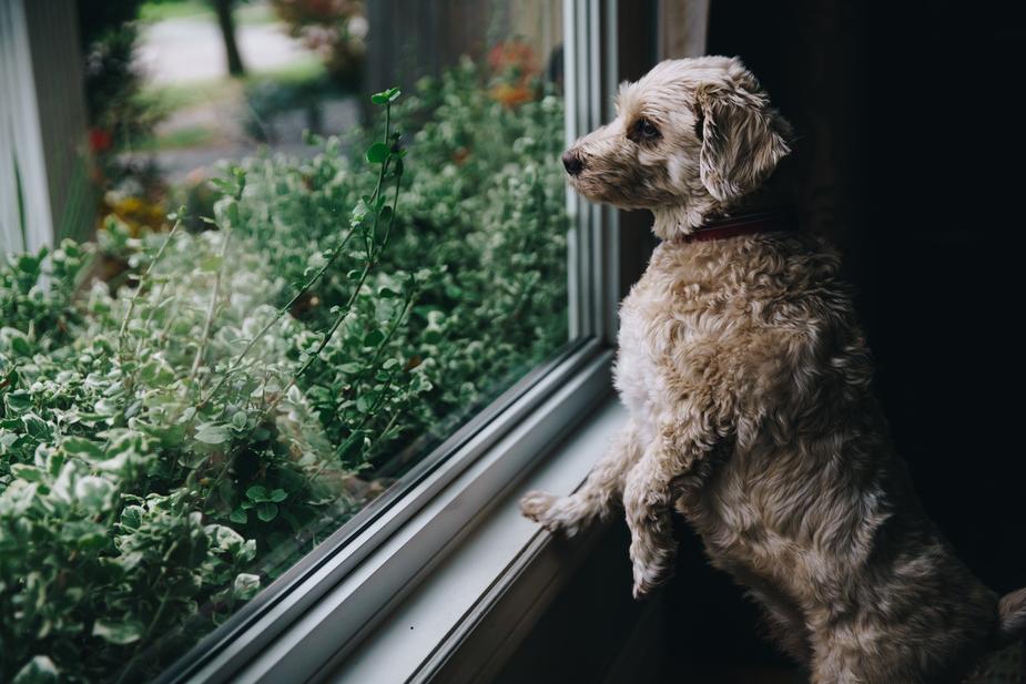 What is Canine Parvovirus?