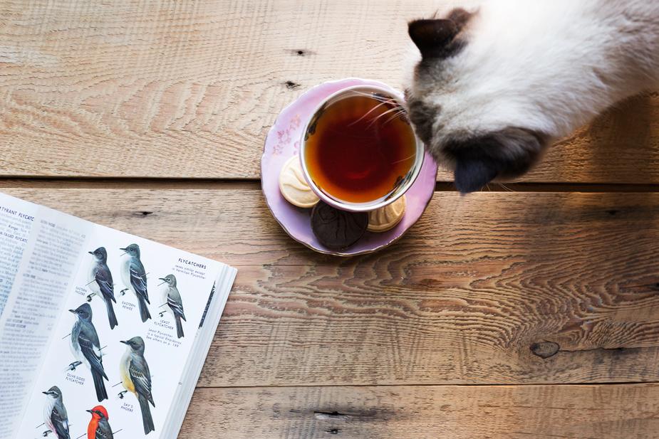 pet parasites - cat looking into a cup of tea