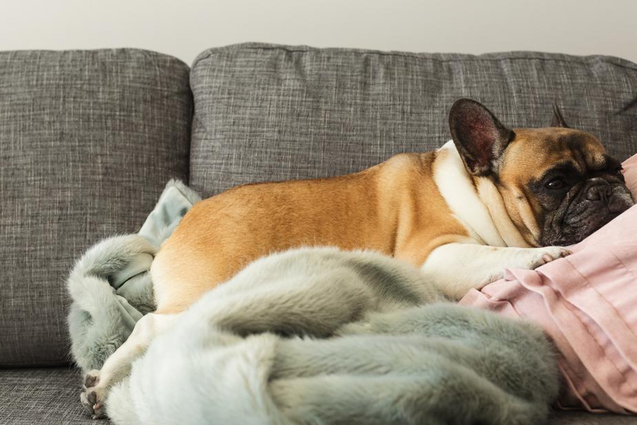 signs and symptoms of valley fever in dogs Arizona - dog lying down on couch