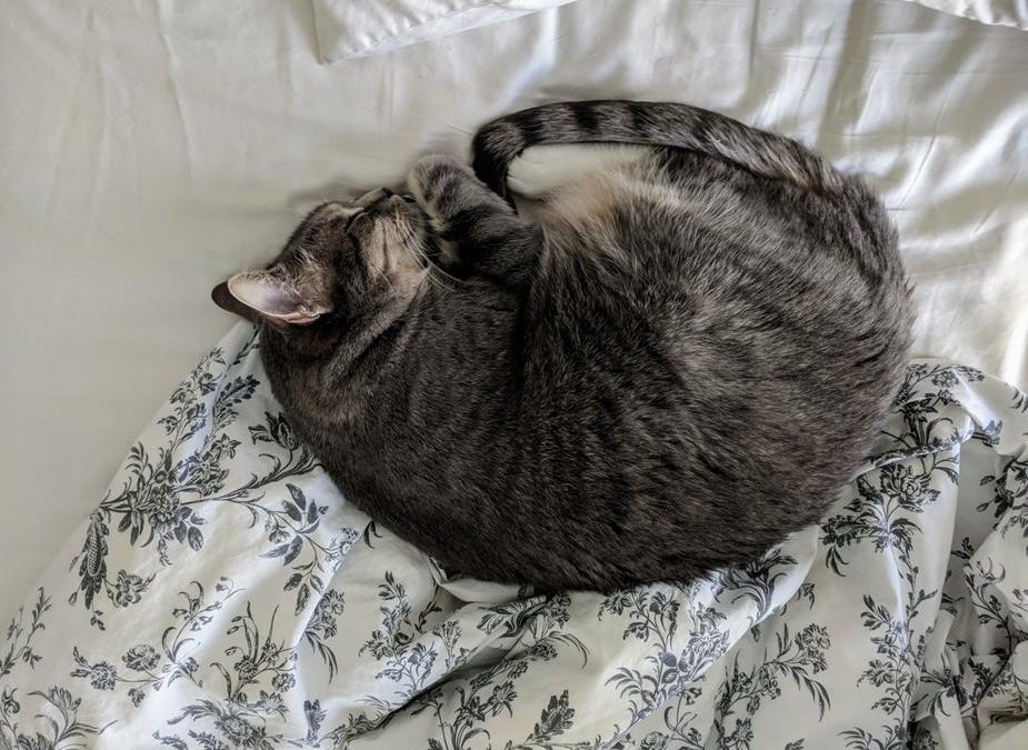 pet vaccinations - cat curled up asleep on bed