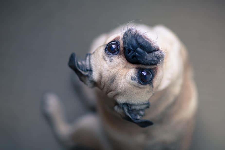 Essential Pet Hygiene Tips - upside down dog's face looking up