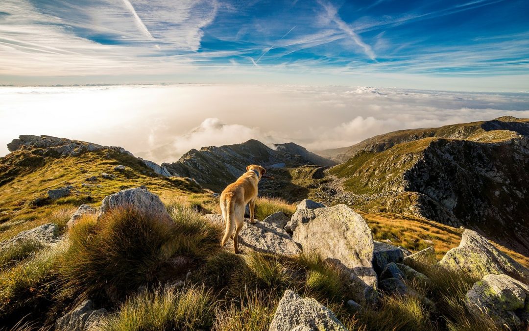 Metro-Phoenix Dog-Friendly Trail Hikes - dog atop stones on a high mountain ridge