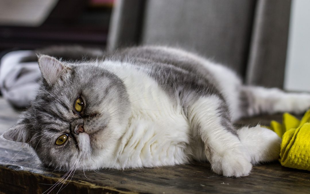 Gilbert pet hospital - cat lying down sideways