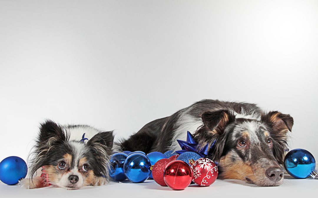 Dog-Friendly Holiday Events in Phoenix - two dogs lying down, surrounded by holiday decorations