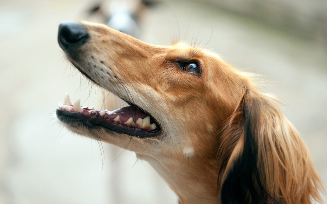 pet dental health - dog with mouth open