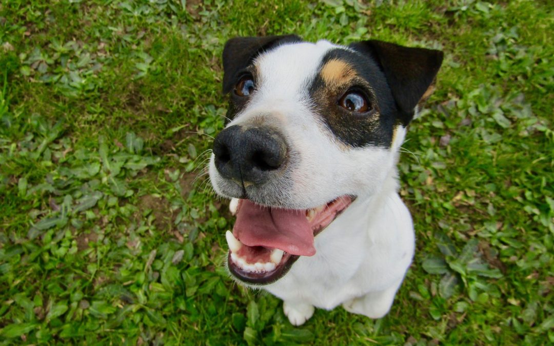 brushing your pet's teeth - close photo of dog looking up eagerly