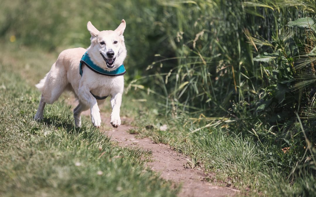 How Much Exercise Does Your Dog Need - dog running outdoors