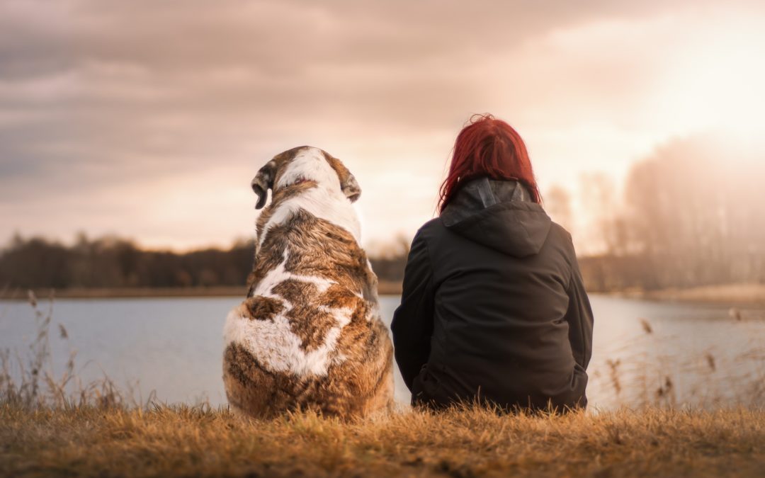 license your dog in Gilbert - person and dog sitting beside each other looking out onto a lake