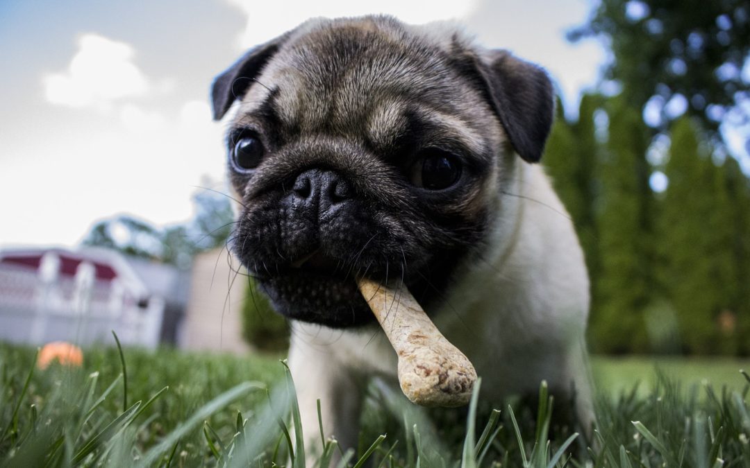 Pet Dental Hygiene - dog outdoors with a bone in its mouth