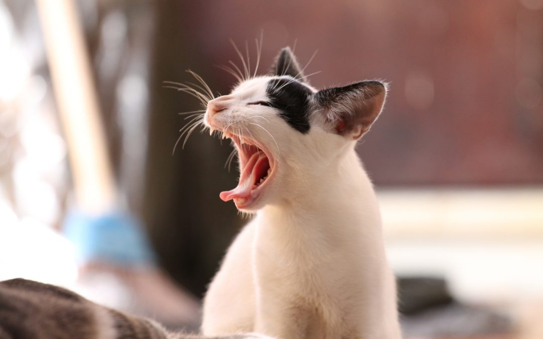 tooth resorption in cats - yawning cat