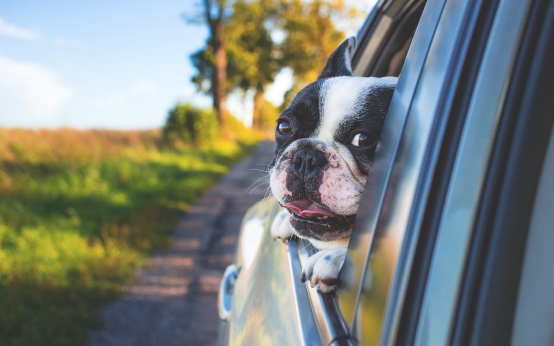 traveling with your dog - dog looking out of a car window