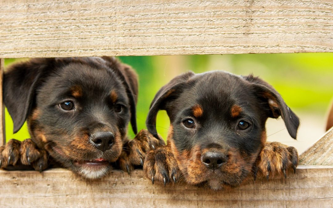 dog names for your new puppy - two puppies looking through a wooden fence