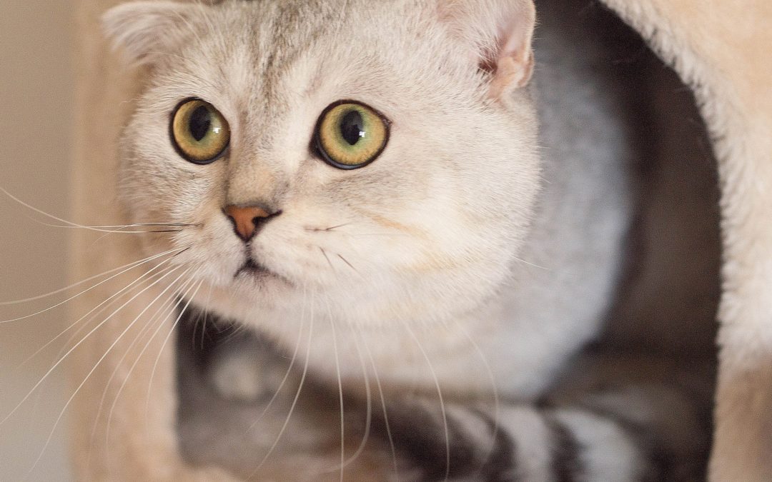 cat anxiety symptoms - cat looking scared and peeking out of her bed