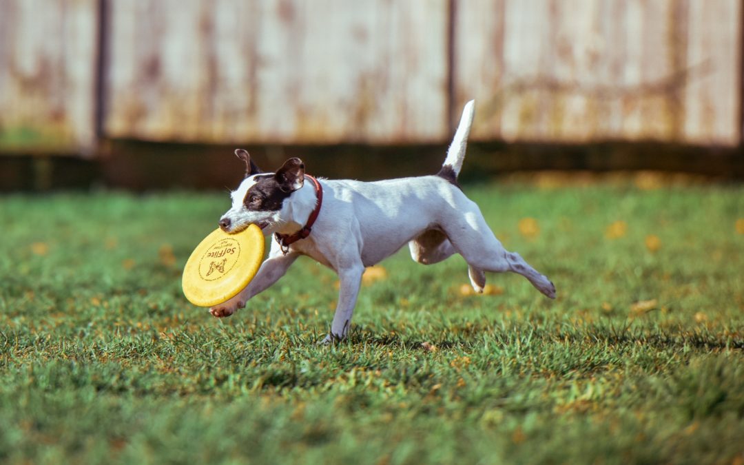 common dog health problems - small dog with yellow frisbee in mouth