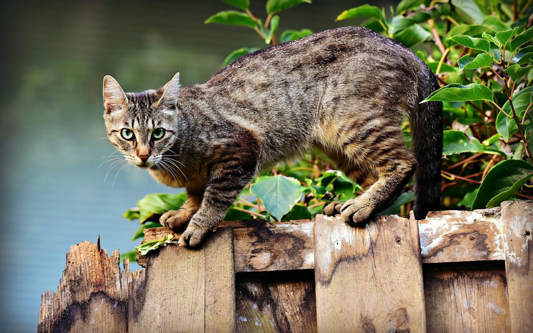 pet microchip - cat standing atop a wooden fence