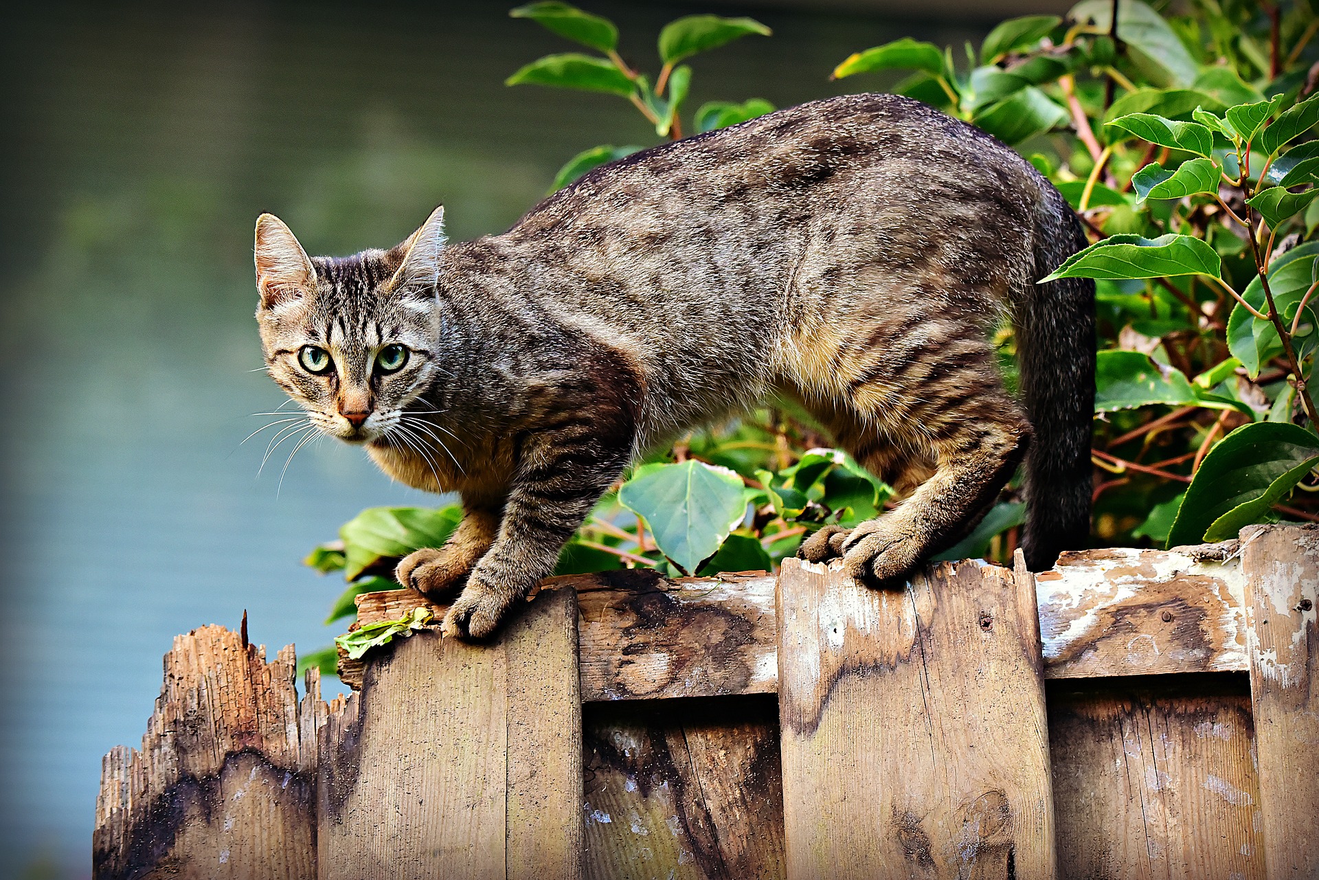 Should I Microchip My Pet in Gilbert AZ Should I Microchip My Pet in Gilbert AZ