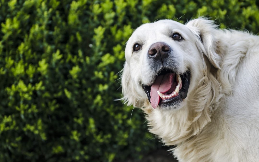 Caring for Your Dog After a Tooth Extraction