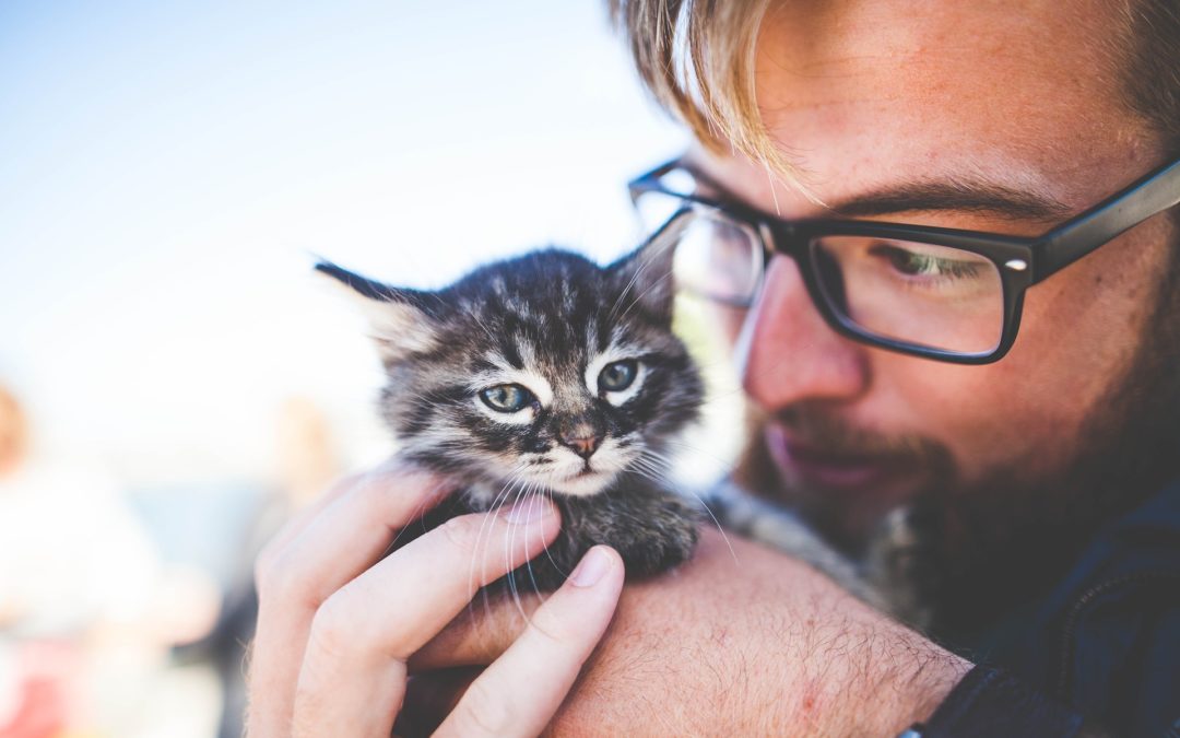 cat care 101 - general cat care - person holding a kitten