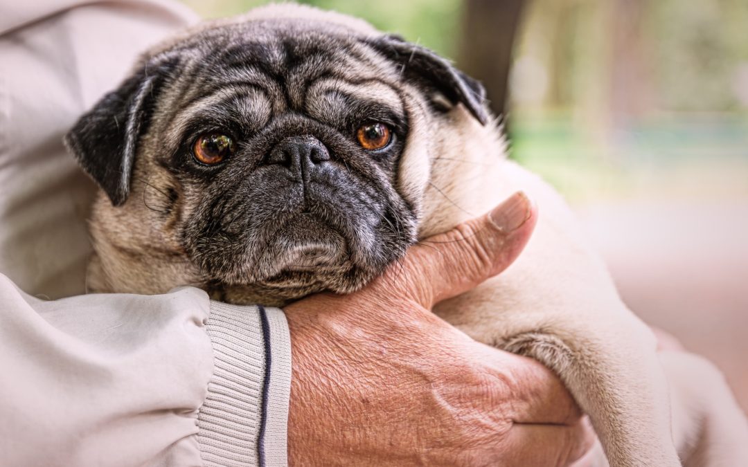 what to expect with an aging dog - person holding dog