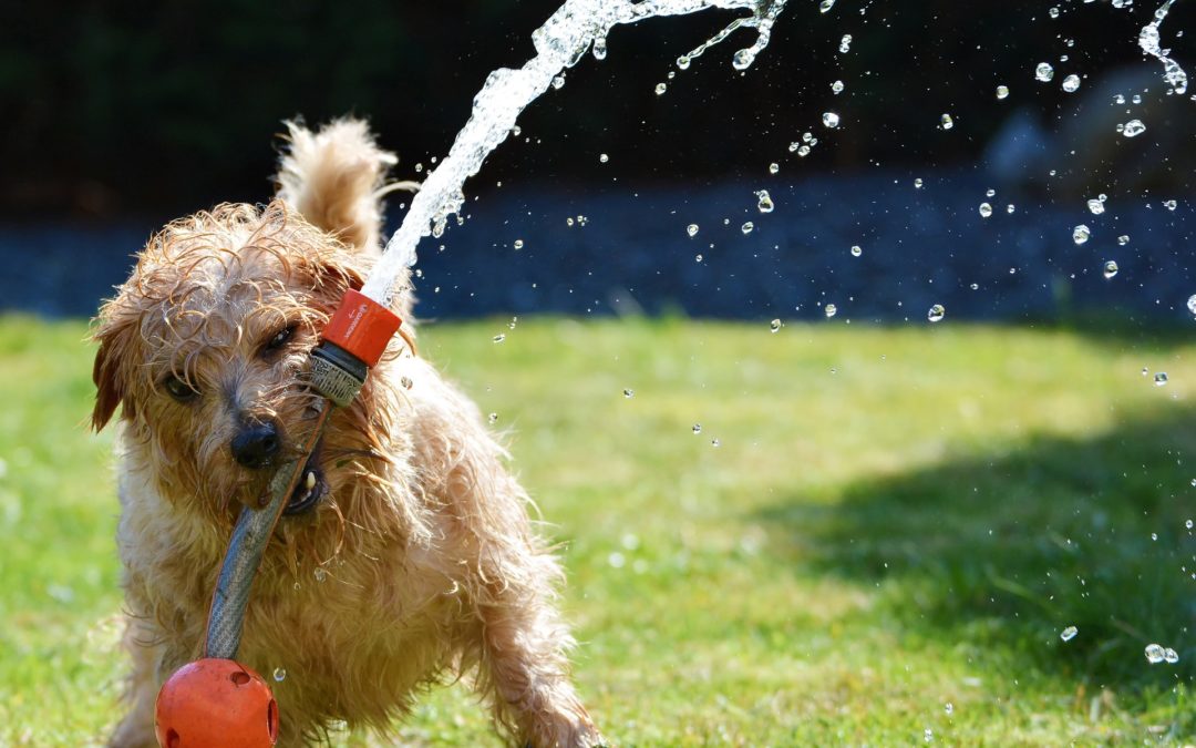 best summer dog toys - dog playing with hose