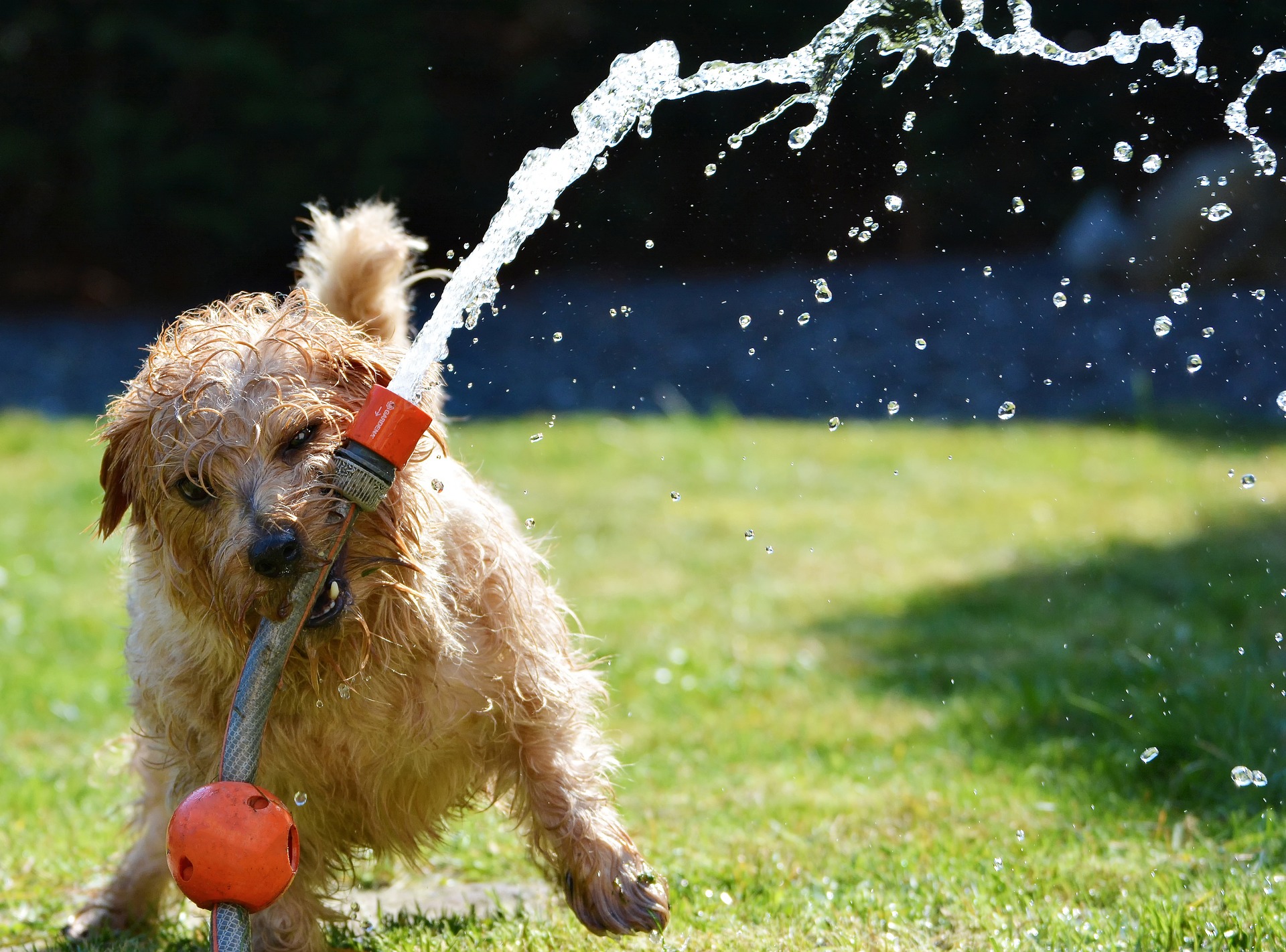 Dog water hotsell toys for hose