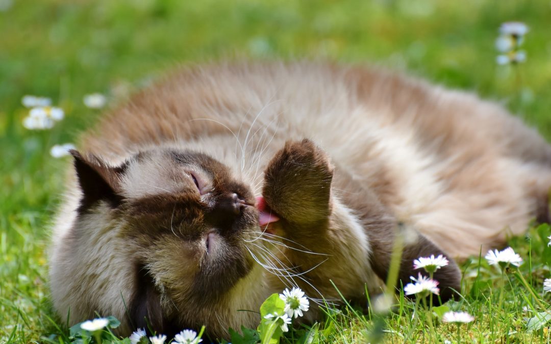 cat hair shedding solutions - cat grooming herself