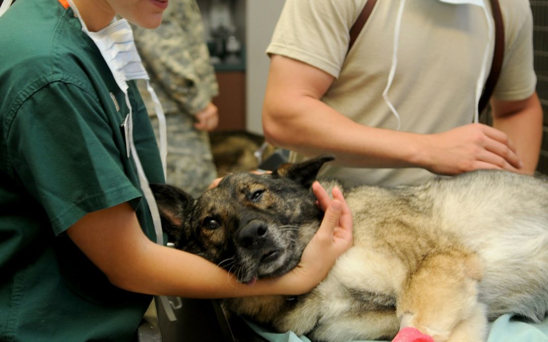 pet anesthesia - dog seeing the vet