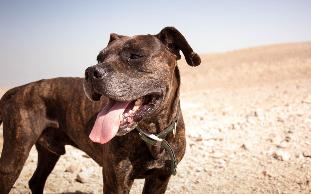 signs of dehydration in dogs - dog panting in desert