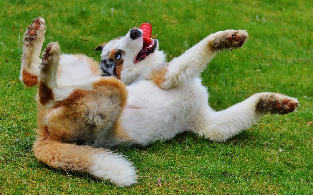 ways to use a kong - dog rolling in the grass with kong dog toy