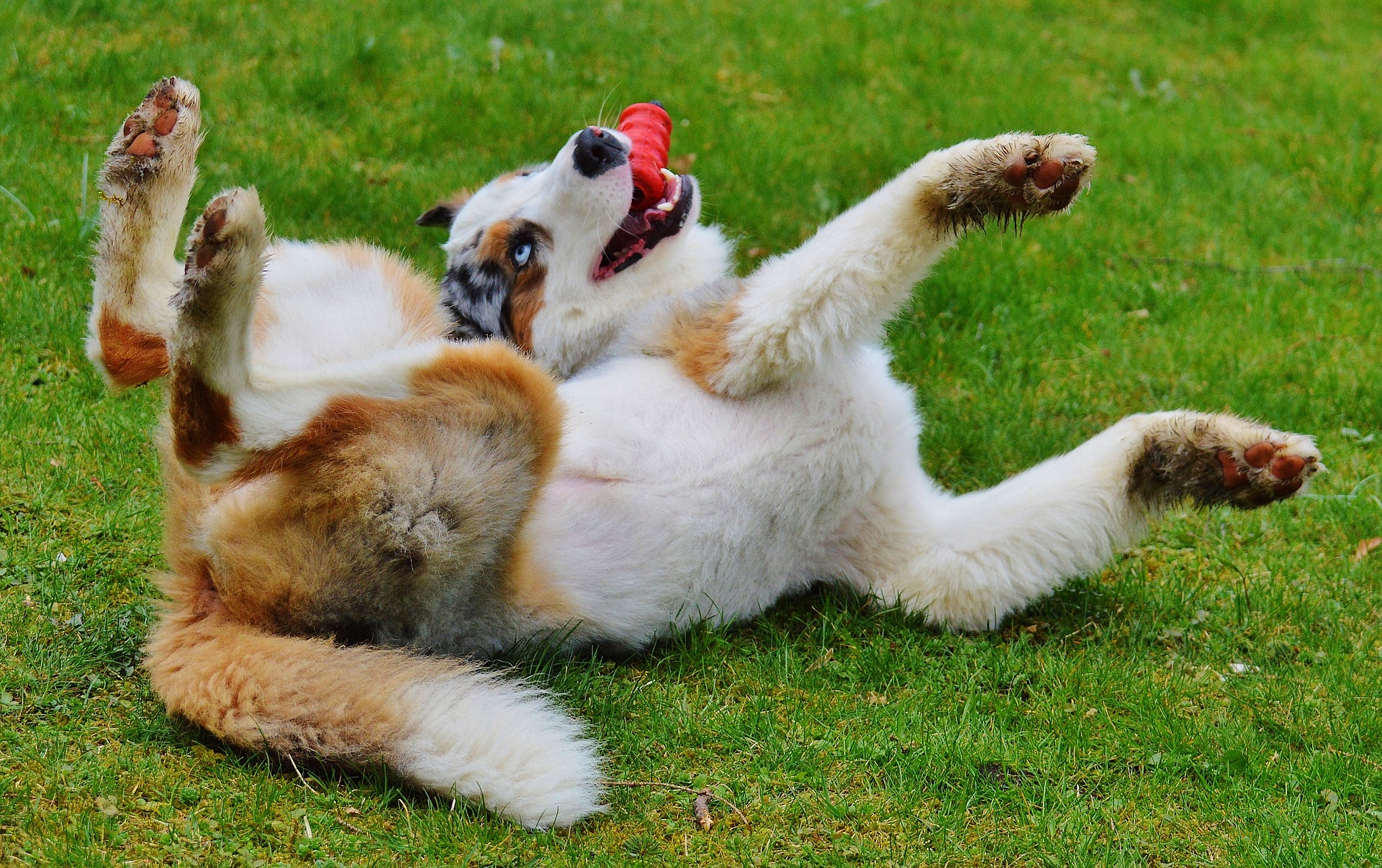 Dealing With a Nervous Dog? Try This Frozen Kong Dog Toy Hack to