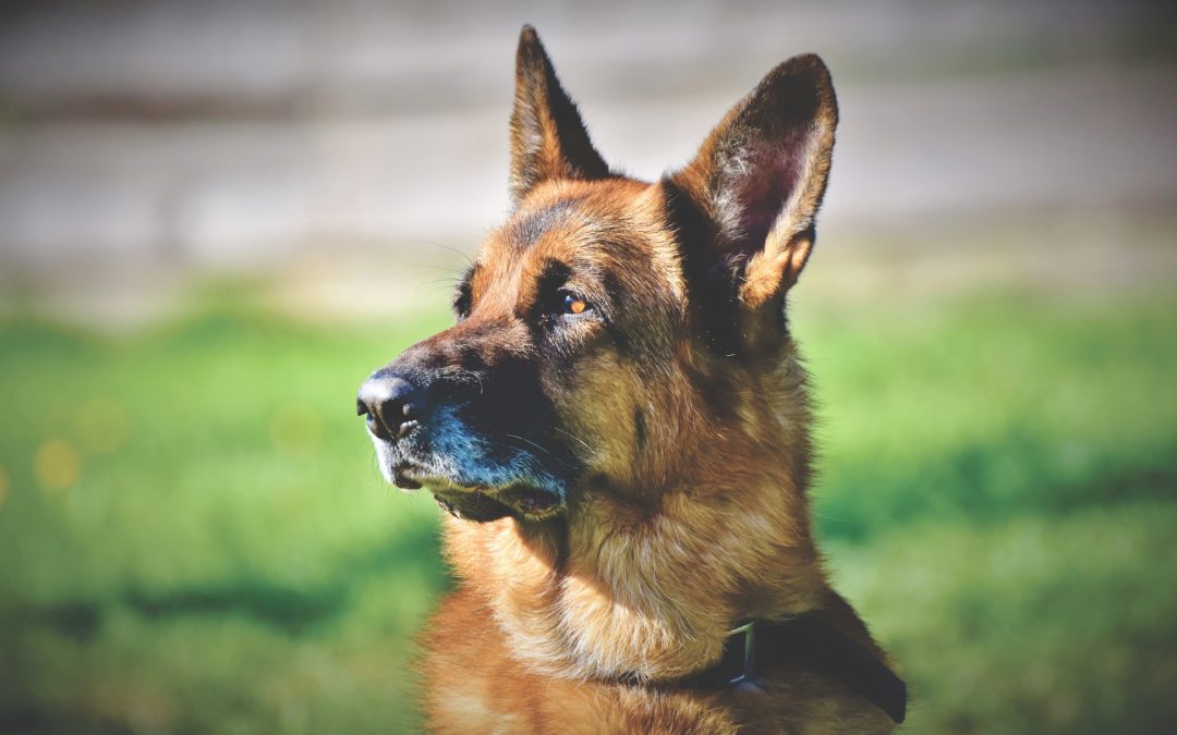 dog training - german shepherd sitting at attention