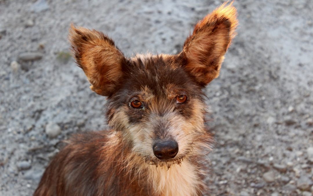 animal homelessness - sad looking puppy