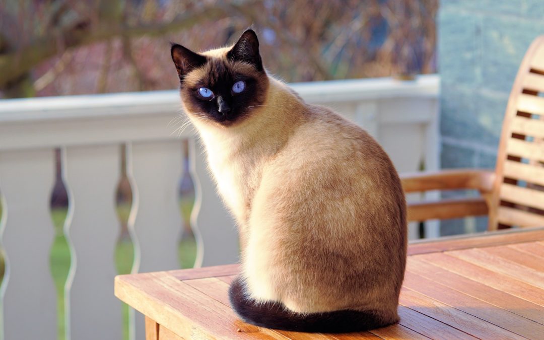 feline leukemia virus - siamese cat