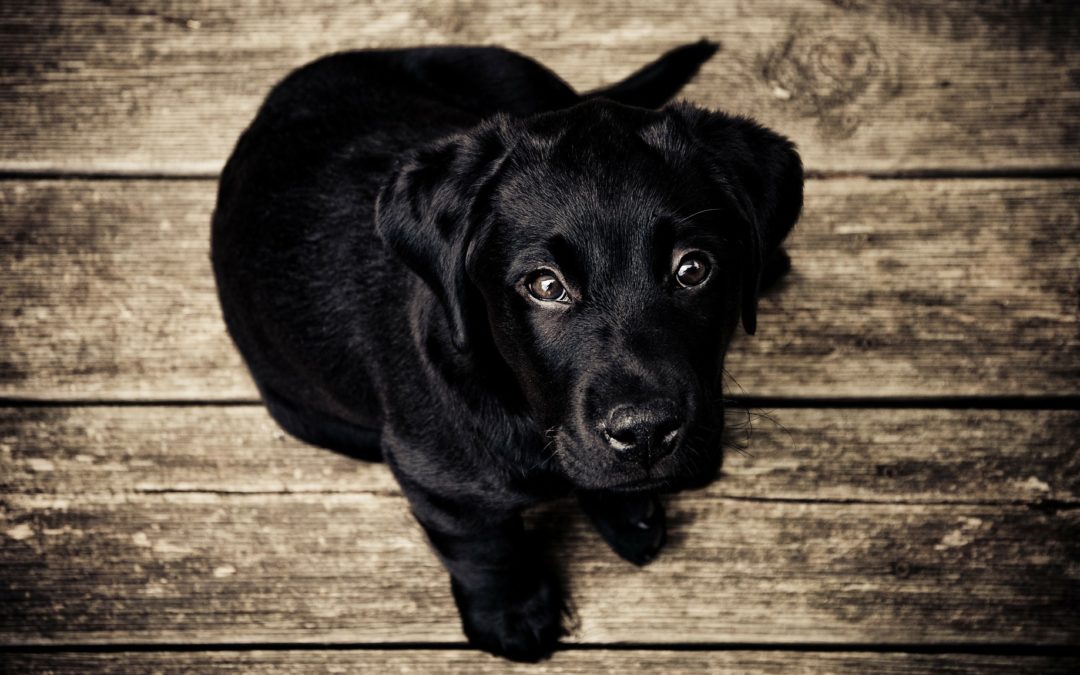 dog hot spots - black lab puppy