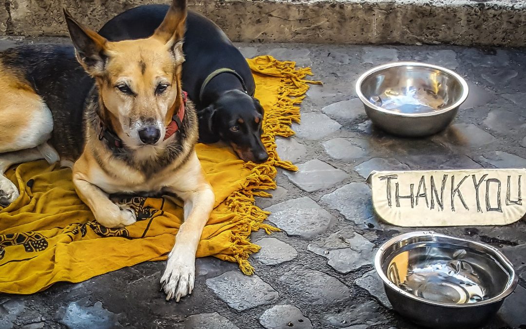 is free feeding dogs bad