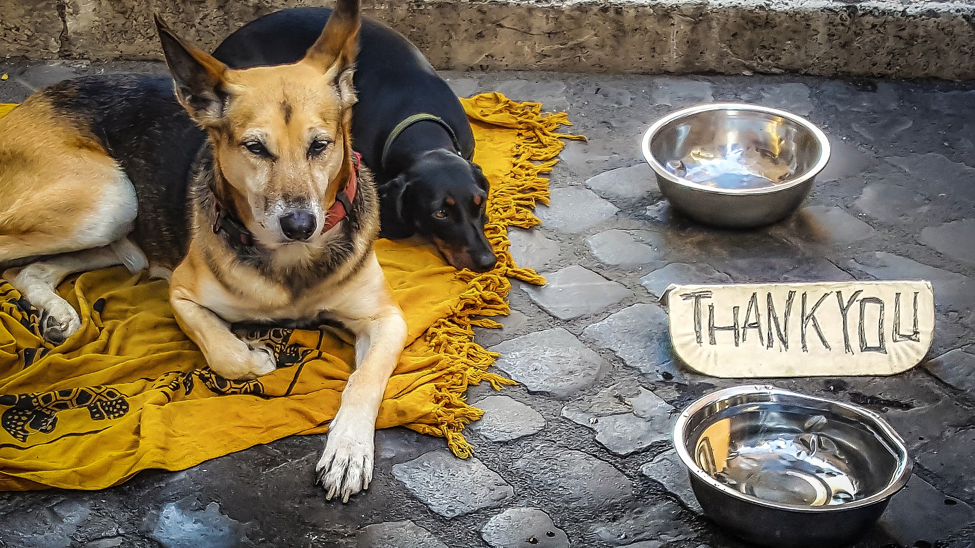 Pros and Cons: Meal Feeding Vs Free Feeding Dogs