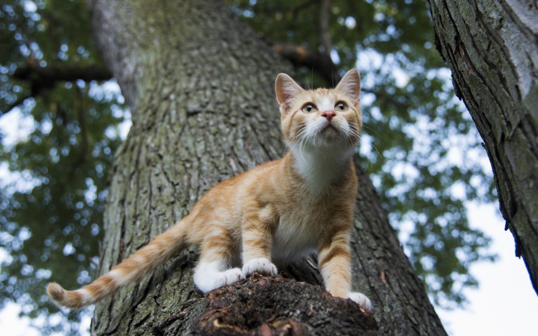 how to take care of an outdoor cat - cat on a tree