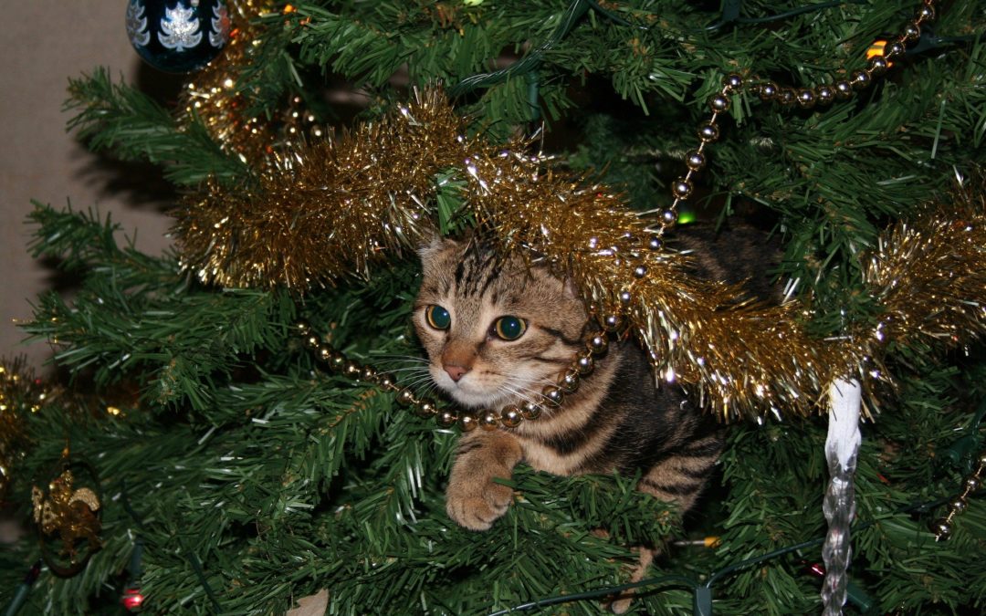 pet safety tips holidays - cat in christmas tree