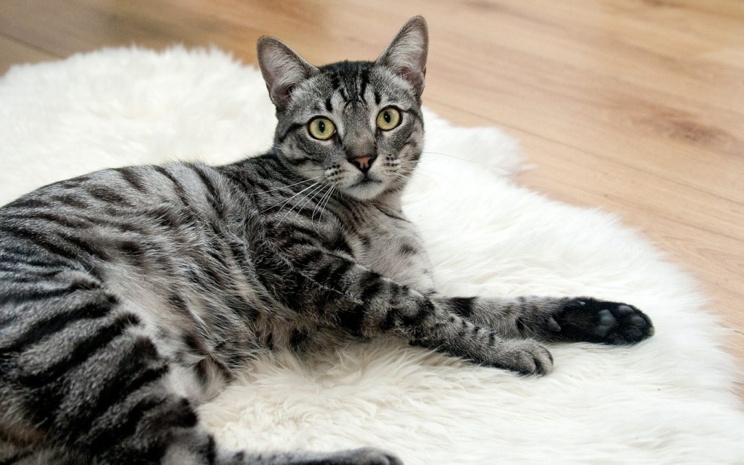 symptoms of diabetes in cats - cat on rug