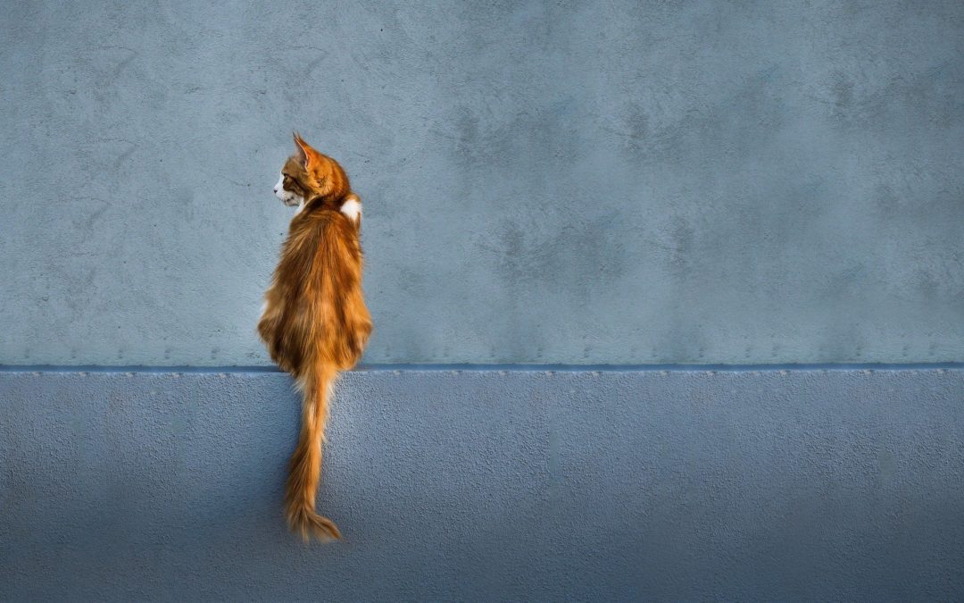 cats tail movements - orange cat