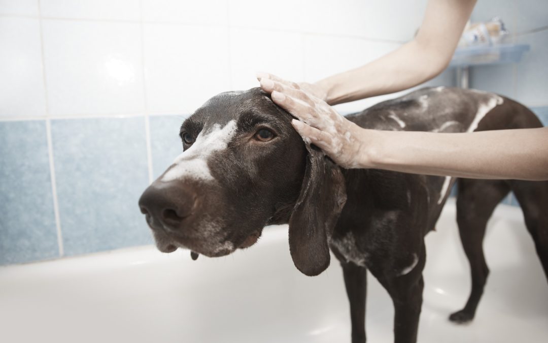 how often should you wash your dog - dog bath time
