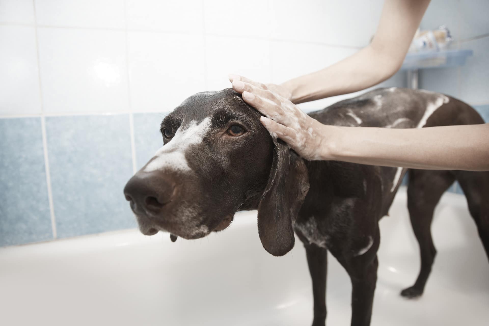 Where to wash your dog deals